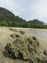 Acanthopleura gemmata