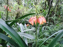 Clivia caulescens