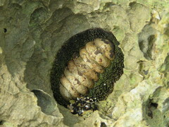 Acanthopleura gemmata