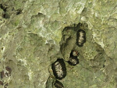 Acanthopleura gemmata