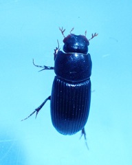 Ataenius picinus