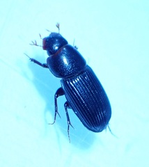 Ataenius picinus