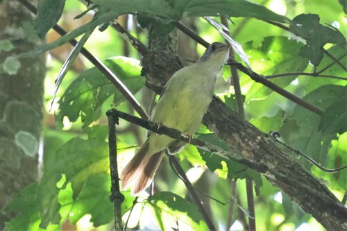 White-throated Greenbul (Phyllastrephus albigularis), photo 5