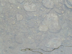 Abudefduf septemfasciatus