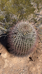 Ferocactus emoryi
