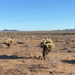 Cylindropuntia bigelovii