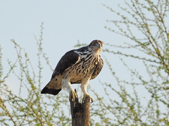 Aquila spilogaster
