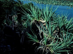 Pandanus basedowii