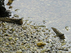 Periophthalmus argentilineatus