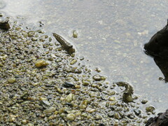 Periophthalmus argentilineatus