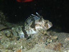 Centropogon australis