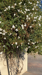 Jasminum polyanthum