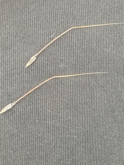 Austrostipa curticoma