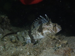 Centropogon australis