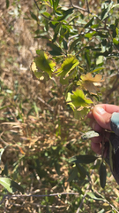 Callaeum macropterum