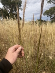 Austrostipa curticoma