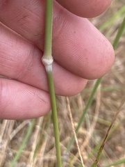 Austrostipa curticoma