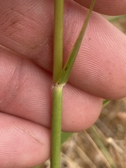 Austrostipa curticoma
