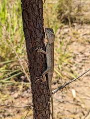 Diporiphora
