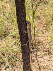 Diporiphora
