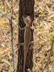 Diporiphora