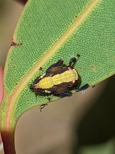 Alotartessus iambe, 2022-12-16