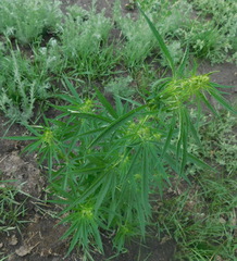 Cannabis sativa spontanea