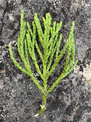 Athrotaxis × laxifolia