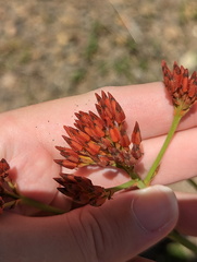Haemodorum coccineum