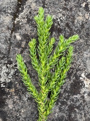 Athrotaxis selaginoides