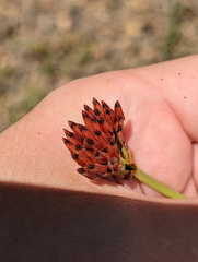 Haemodorum coccineum