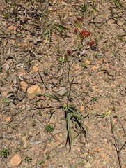 Haemodorum coccineum