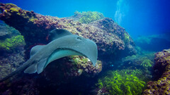 Bathytoshia brevicaudata