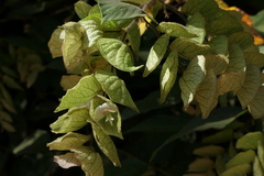 Flemingia strobilifera