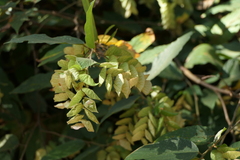 Flemingia strobilifera