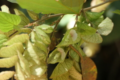 Flemingia strobilifera
