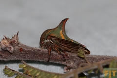 Umbonia