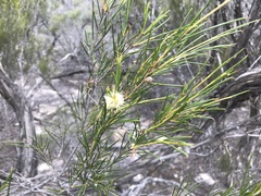 Melaleuca uncinata