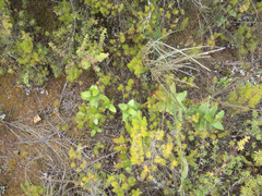 Gaultheria oppositifolia