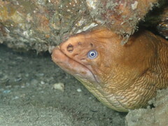 Gymnothorax prasinus