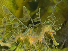 Phycodurus eques