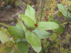 Gaultheria oppositifolia