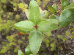 Gaultheria oppositifolia