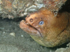 Gymnothorax prasinus