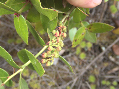 Gaultheria oppositifolia