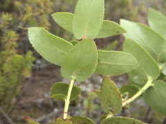 Gaultheria oppositifolia