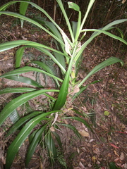 Cordyline stricta