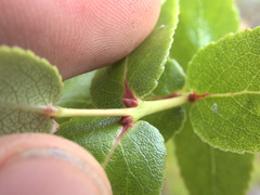 Gaultheria oppositifolia