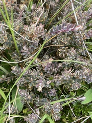 Acrothamnus colensoi