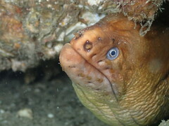 Gymnothorax prasinus